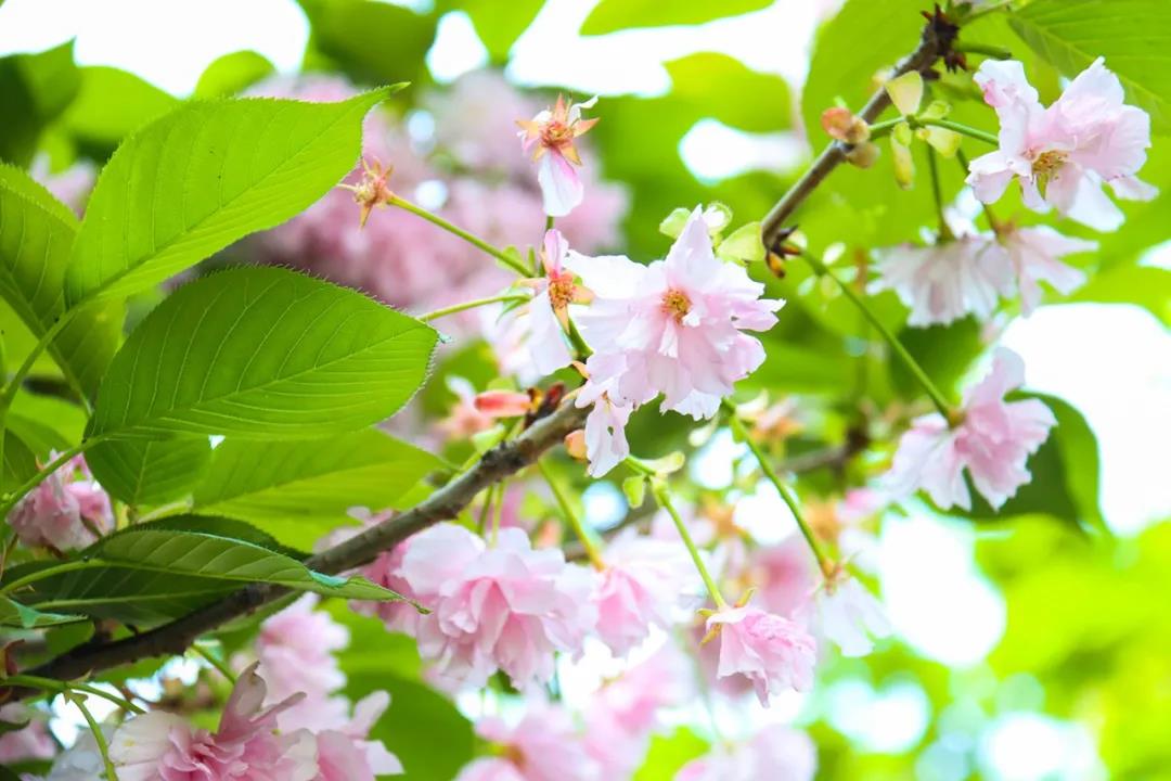 1618793263732028.jpg 124.jpg